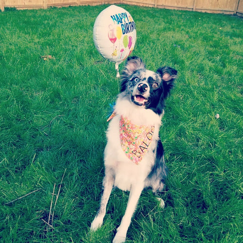 The Lilly Bandana