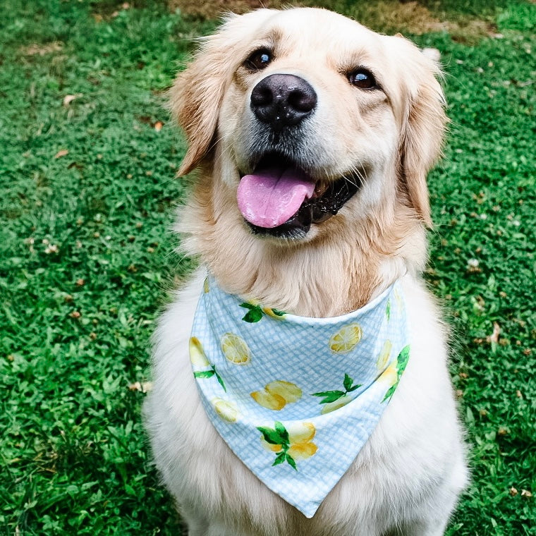 Lemon 2024 dog bandana