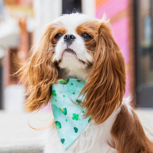 The Nala Bandana